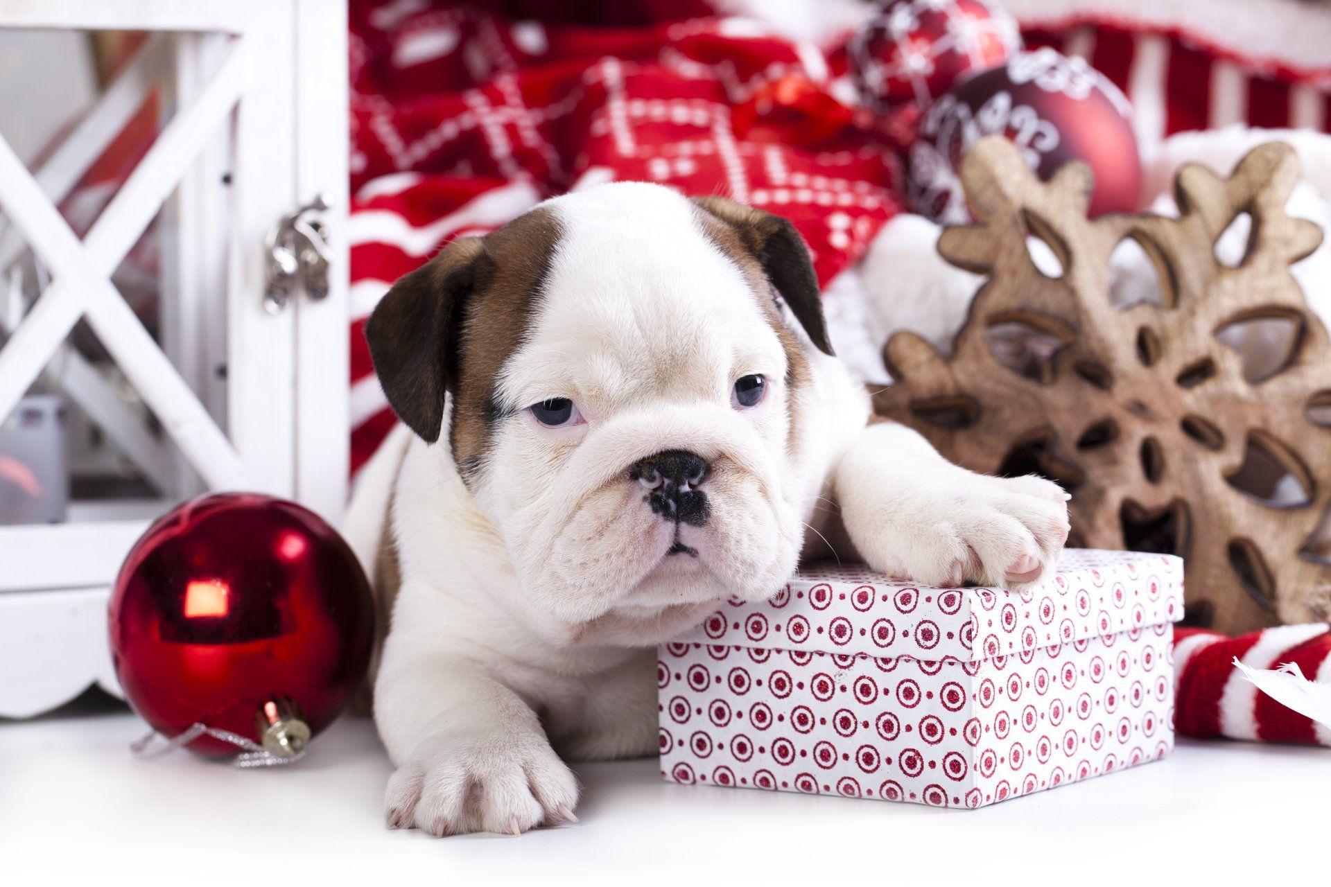 Holiday Christmas Christmas Ornaments Dog Gift Puppy Wallpaper
