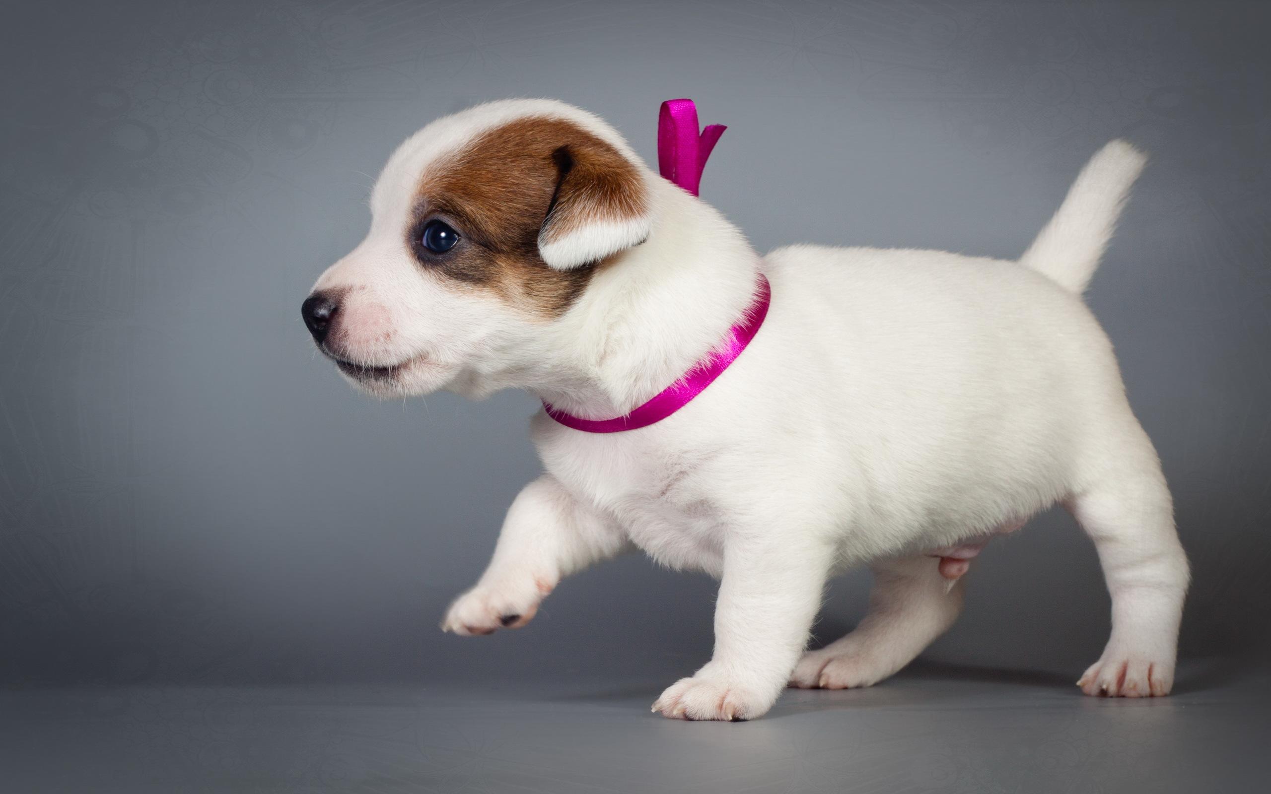 Download wallpaper jack russell terrier, little puppy