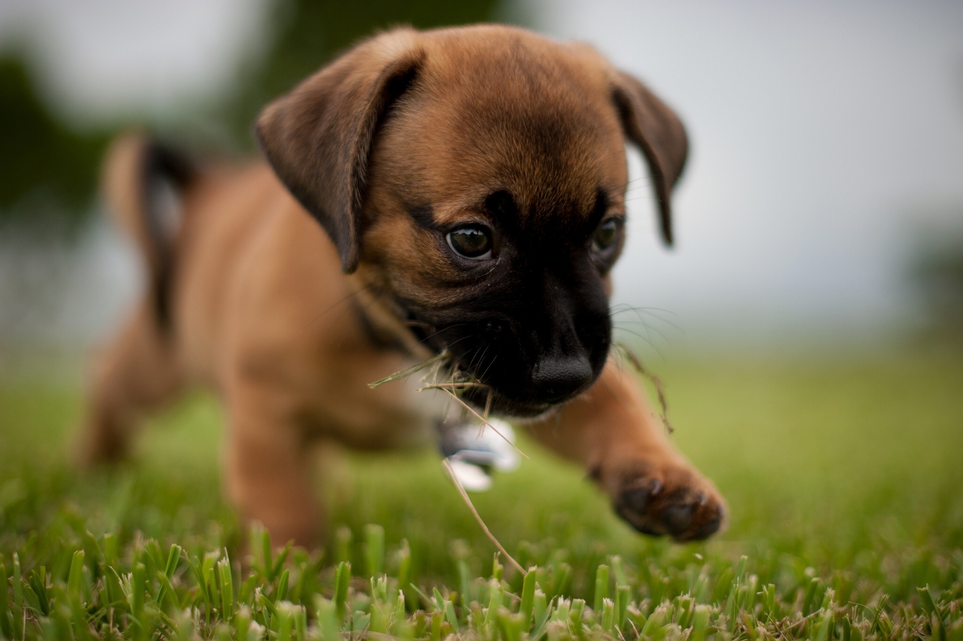Boxer puppy and gift box wallpaper and image wallpaper