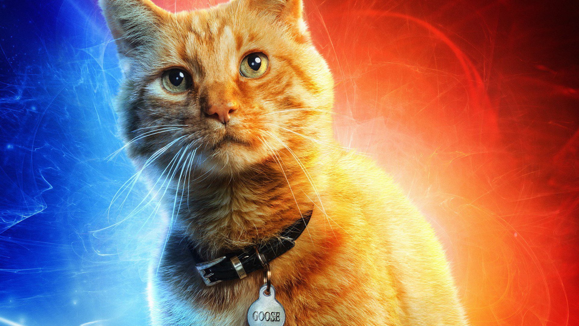 Goose The Cat In Captain Marvel, HD Movies, 4k Wallpaper