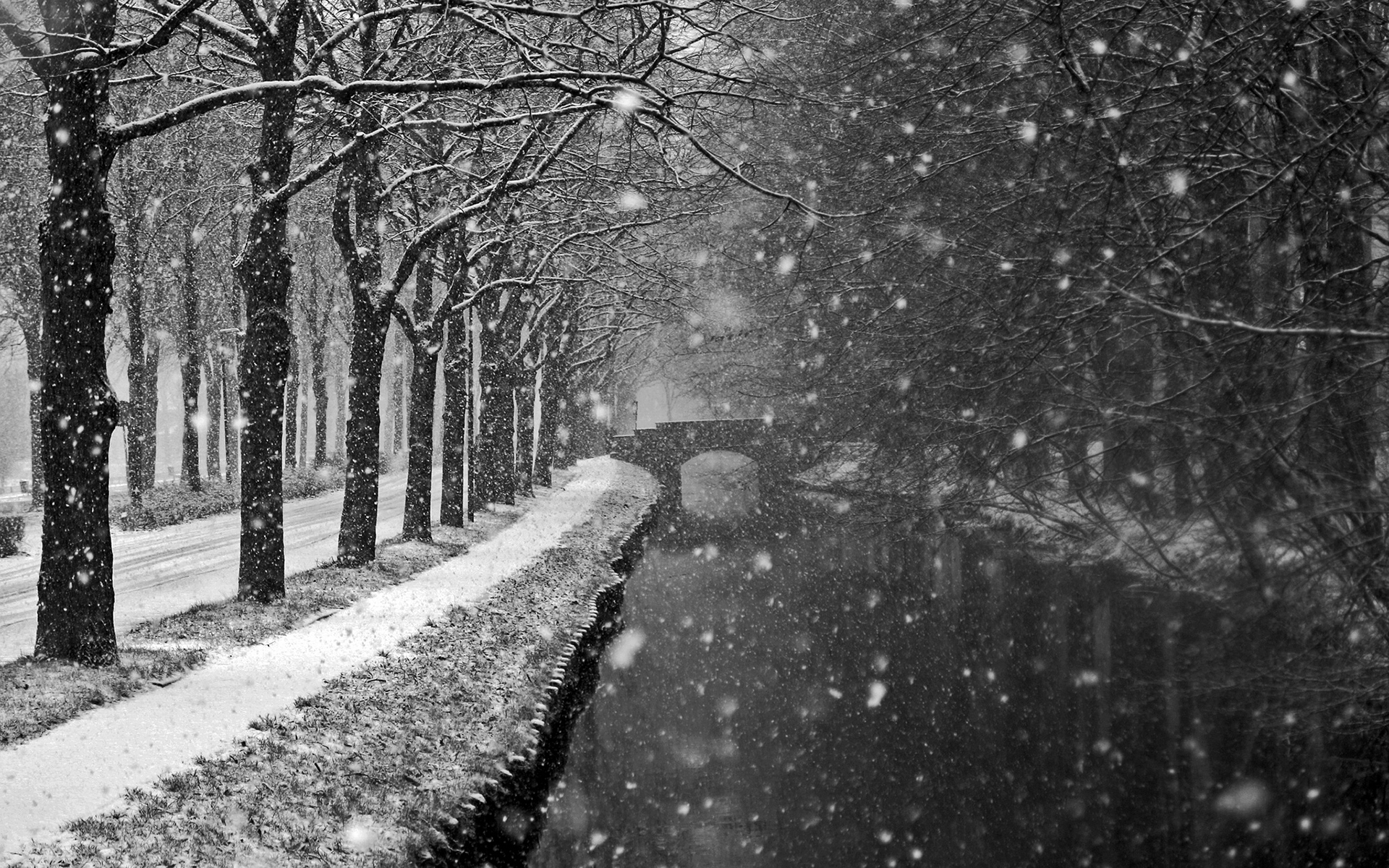 Landscapes winter trees snow flakes storm blizzard wallpaperx1200
