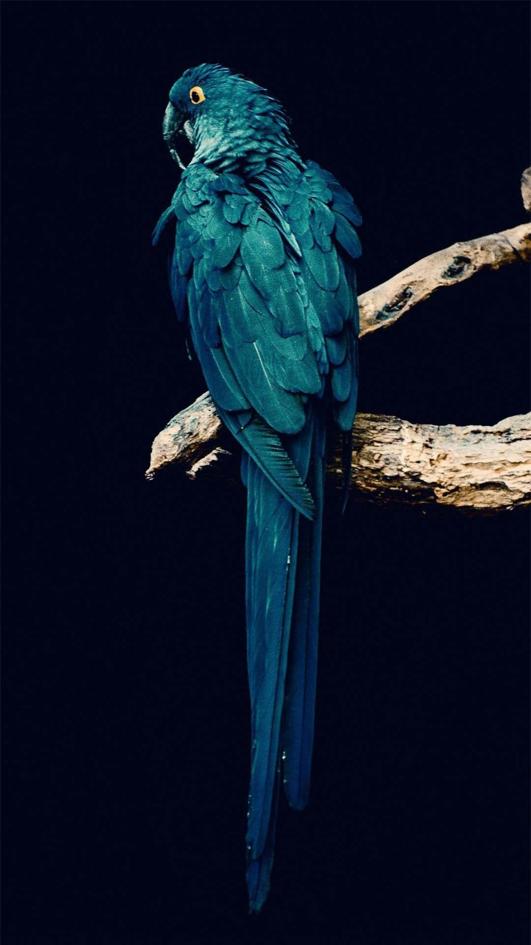Parrot iPhone Wallpaper Free Parrot iPhone