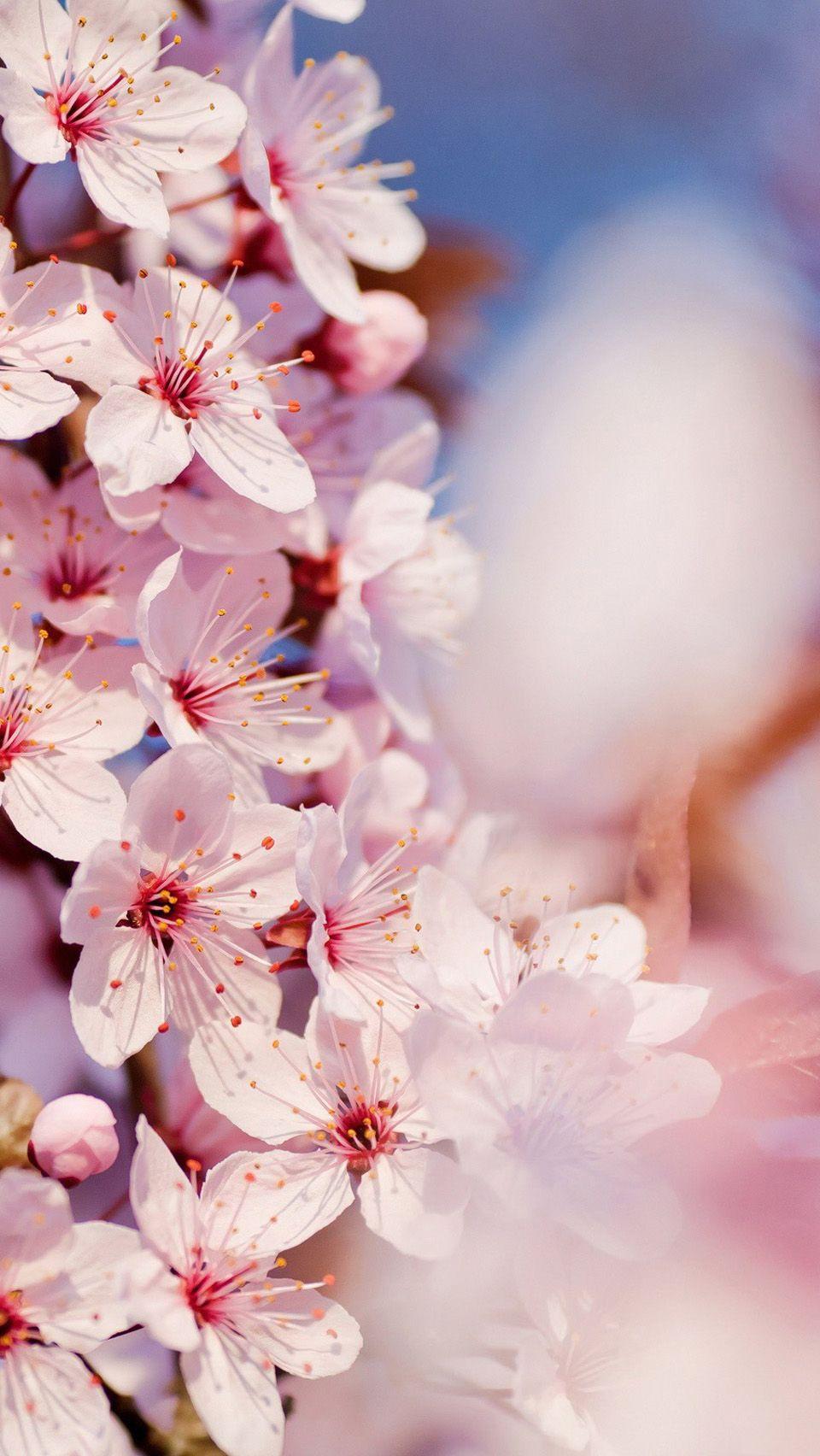 HD wallpaper cherry blossom desktop beauty in nature flower plant tree   Wallpaper Flare