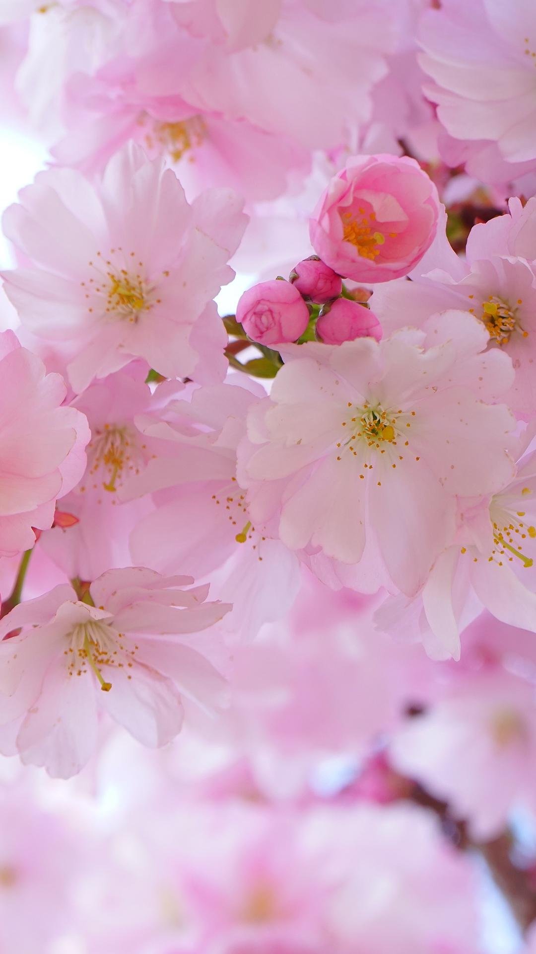 Free HD Cherry Blossom Phone Wallpaper.5547