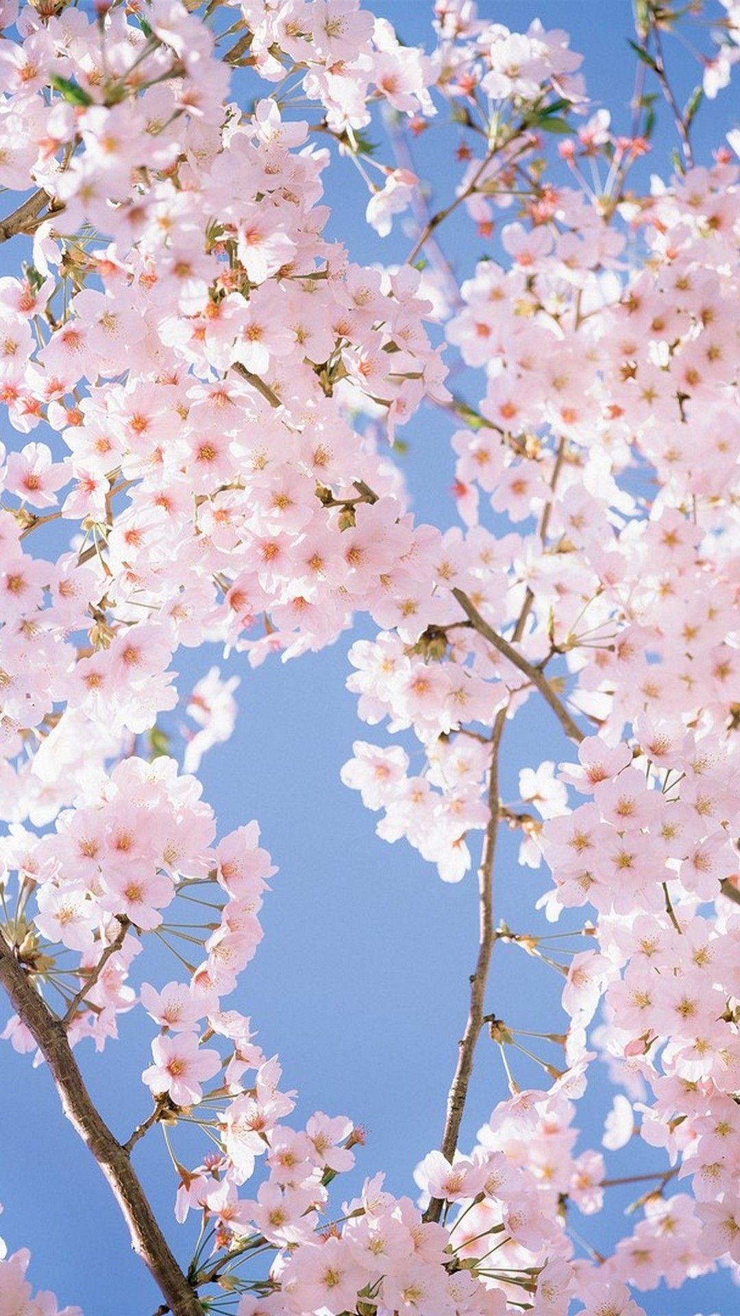 White Flower HD Wallpaper For Mobile. Best HD Wallpaper. Cherry blossom wallpaper, Spring wallpaper, Flower aesthetic