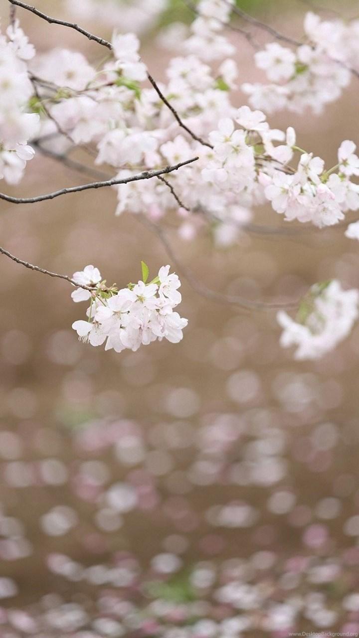 White Cherry Blossoms Lenovo Phone Wallpaper HD 1080x1920