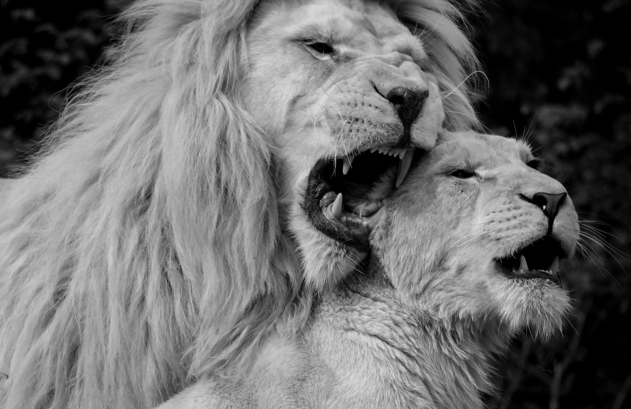 Lion Black And White Wallpapers - Wallpaper Cave