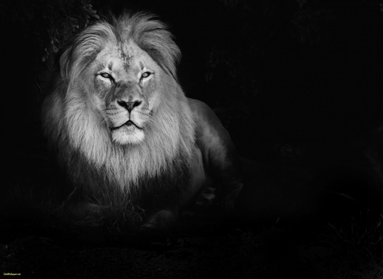 White Lion Wallpaper