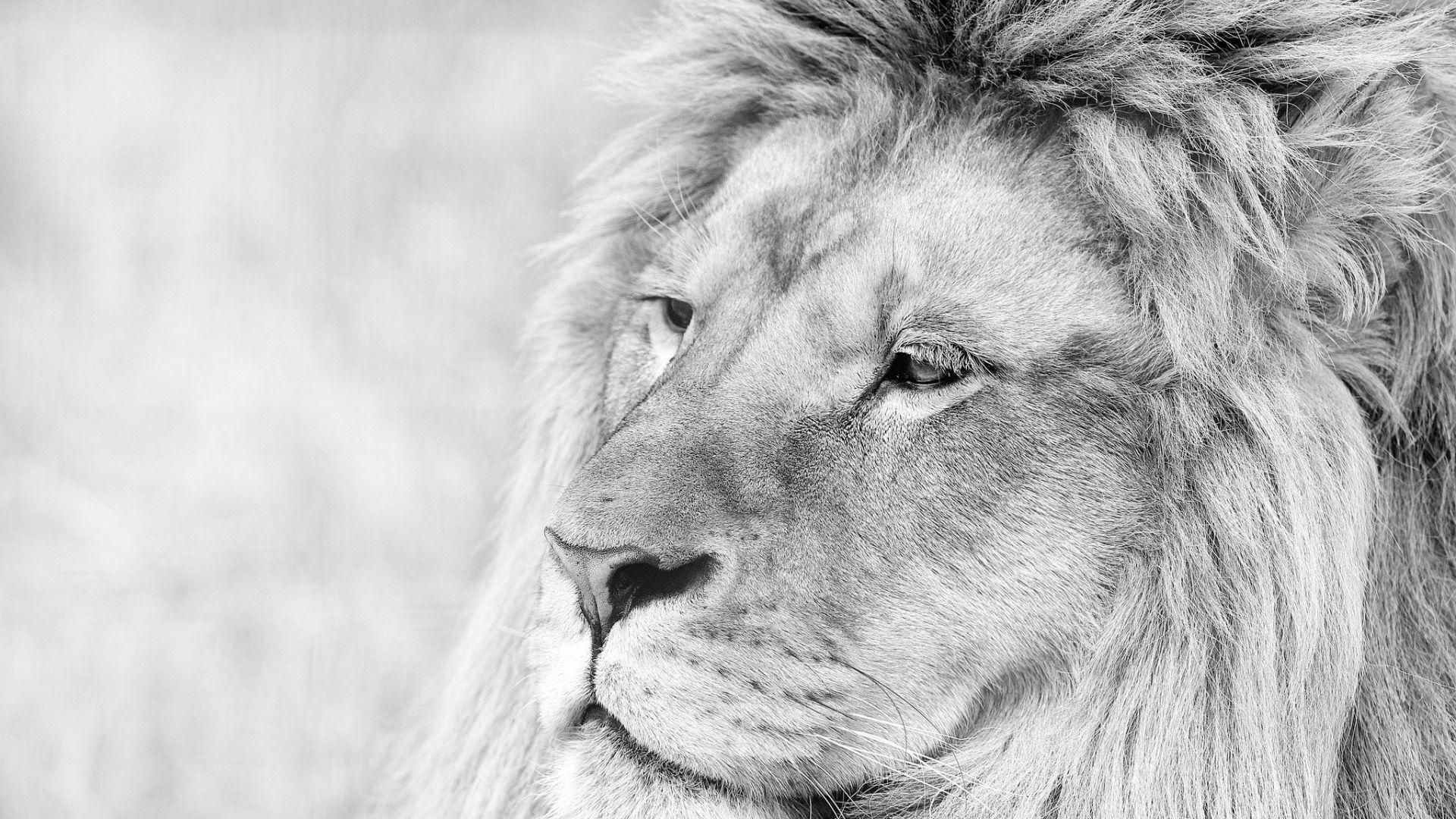 Lion Black And White Wallpapers Wallpaper Cave