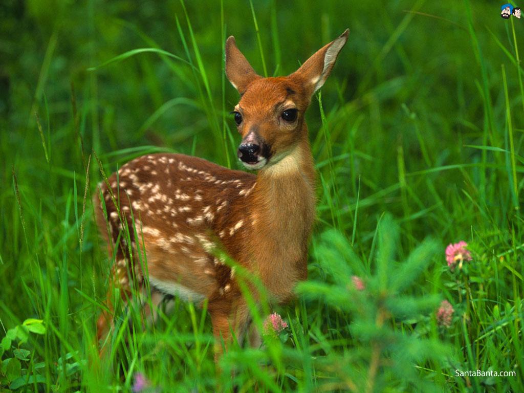 Deers Wallpaper