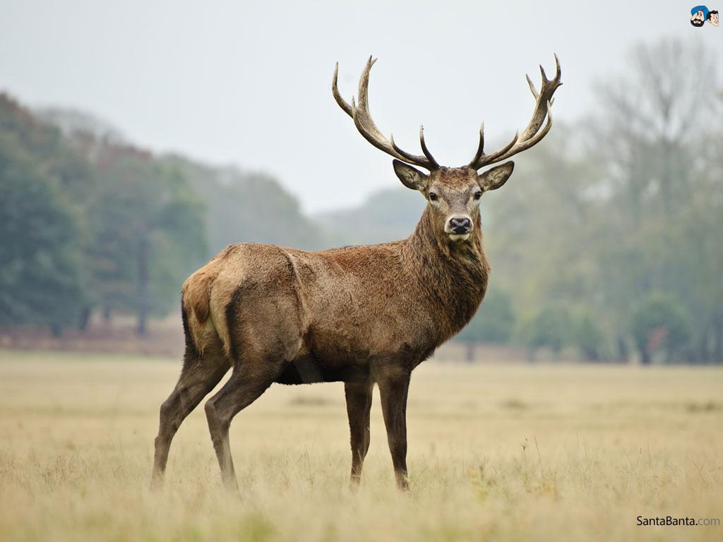 Deers Wallpaper