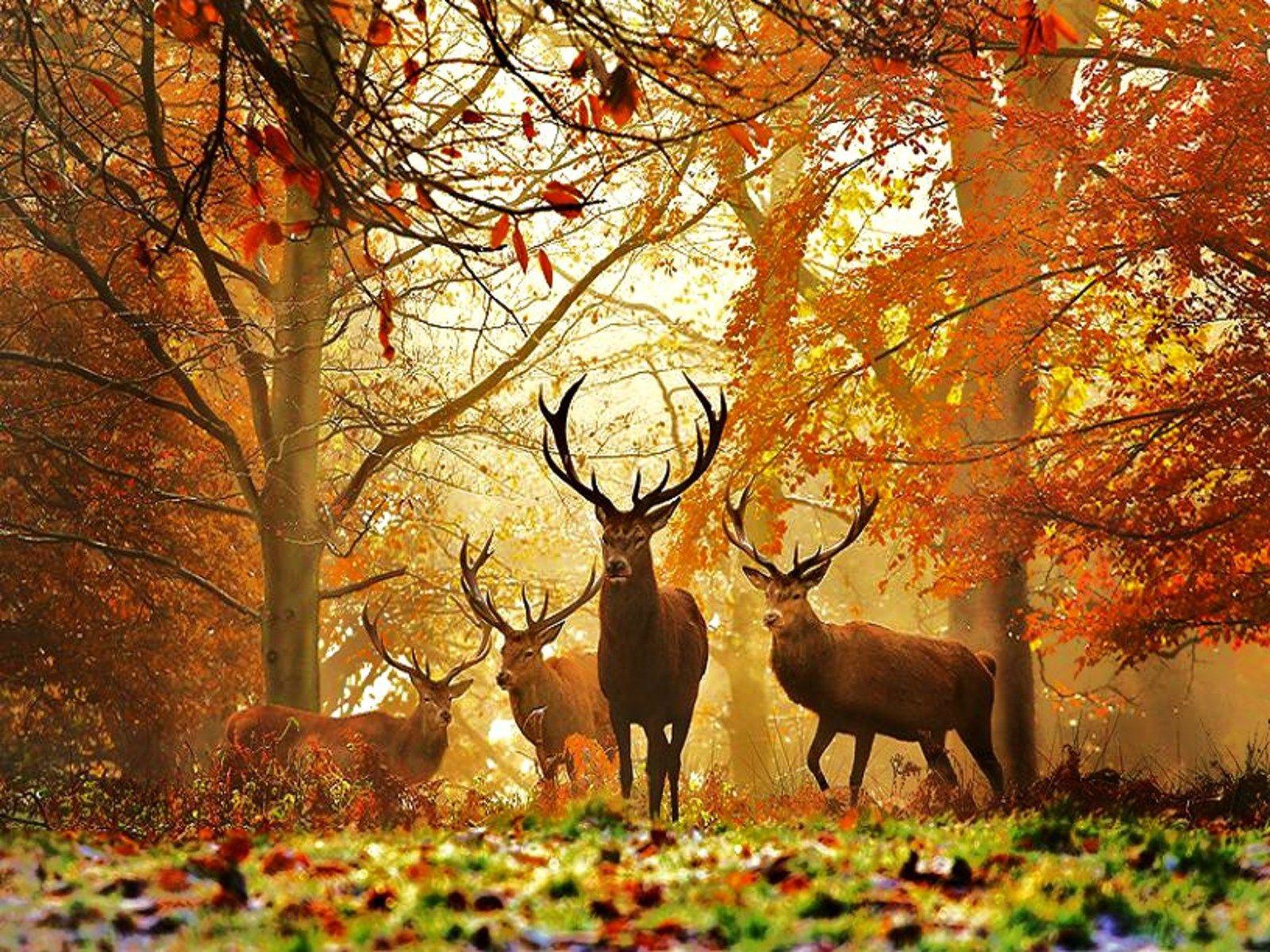 Deer Fall Wallpapers Wallpaper Cave