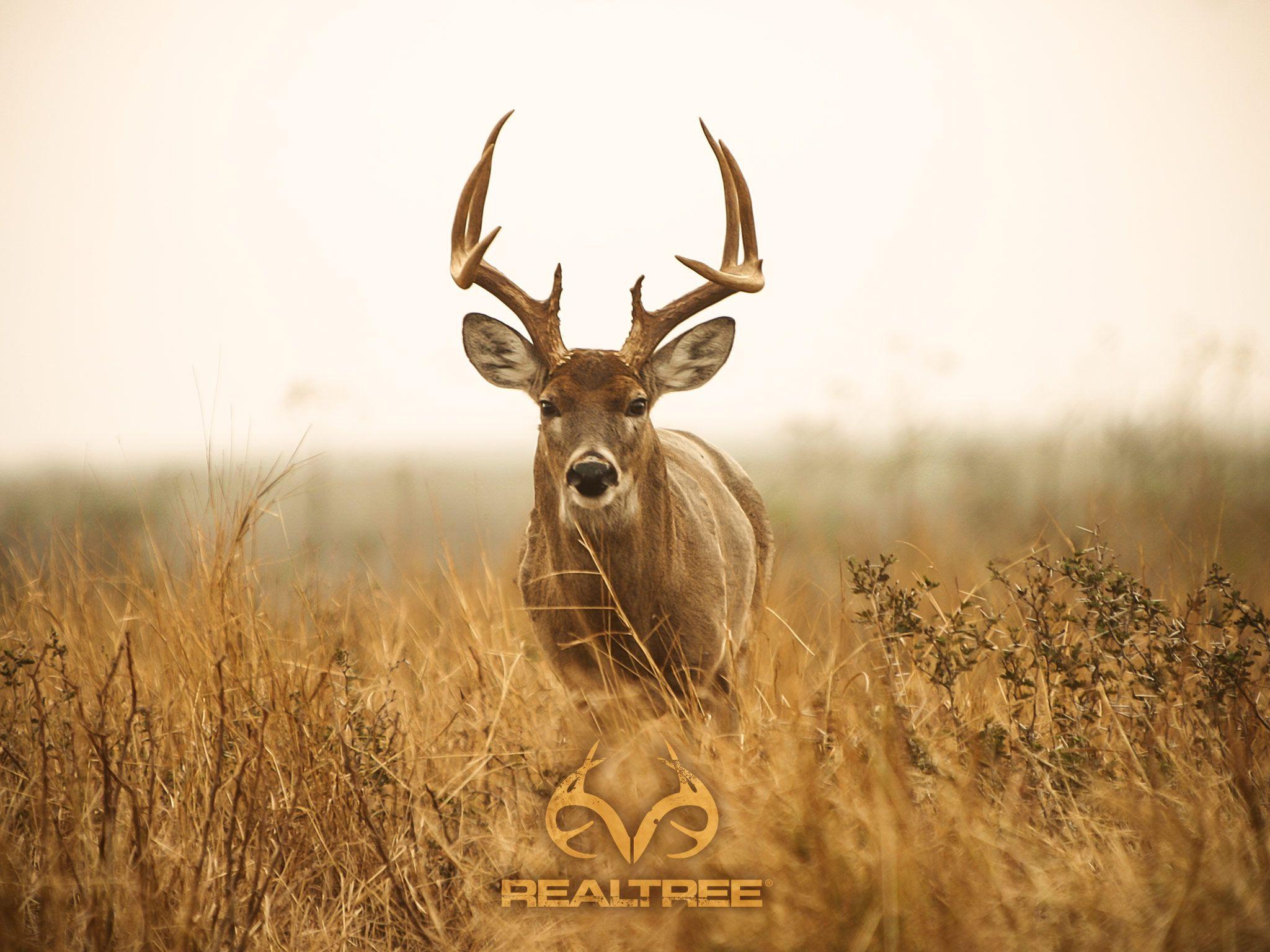 Whitetail Deer Hunting Desktop Wallpaper Free