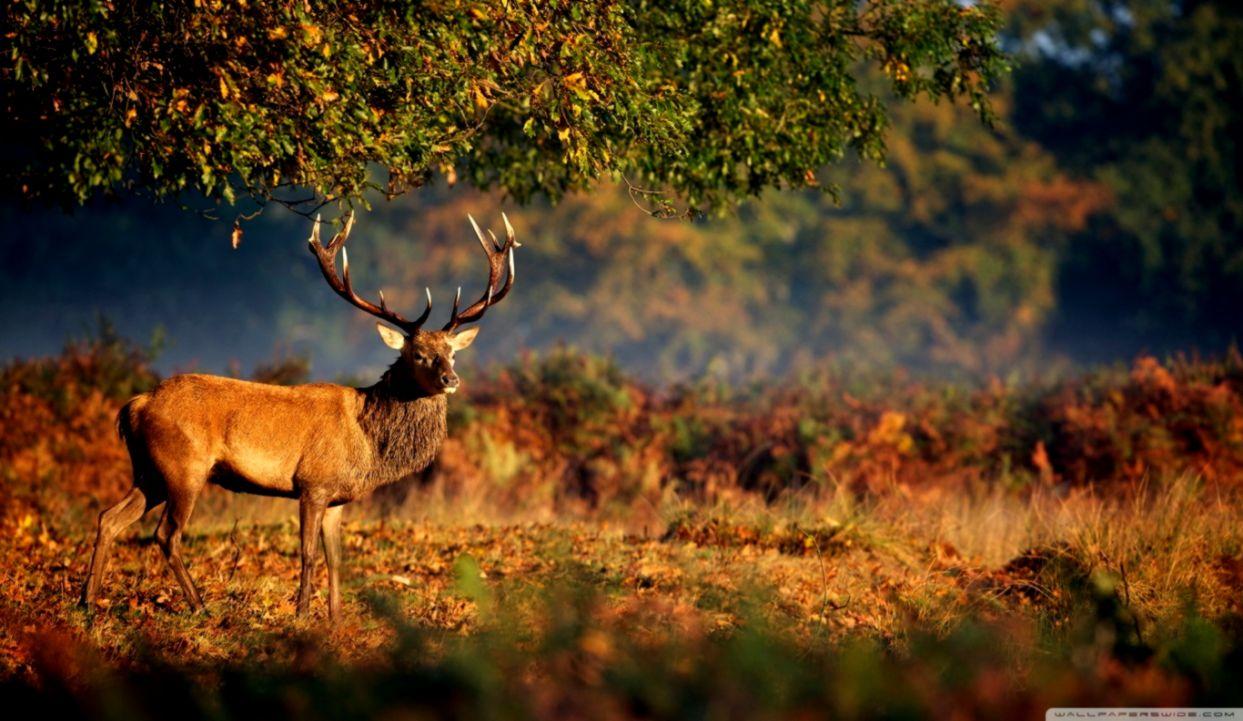 Deers Autumn Wallpaper