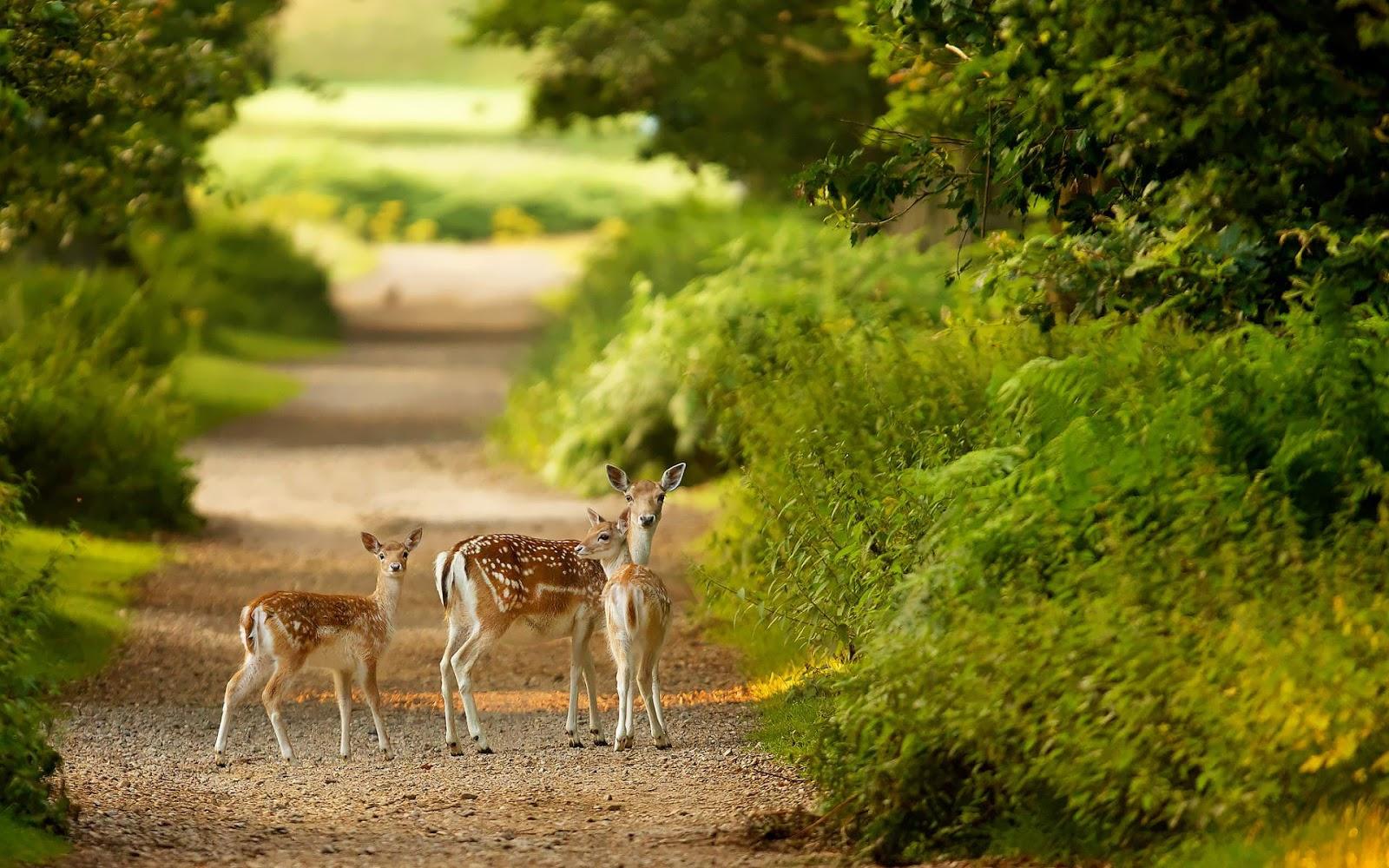 Wallpaper of deers in the wild. HD Animals Wallpaper