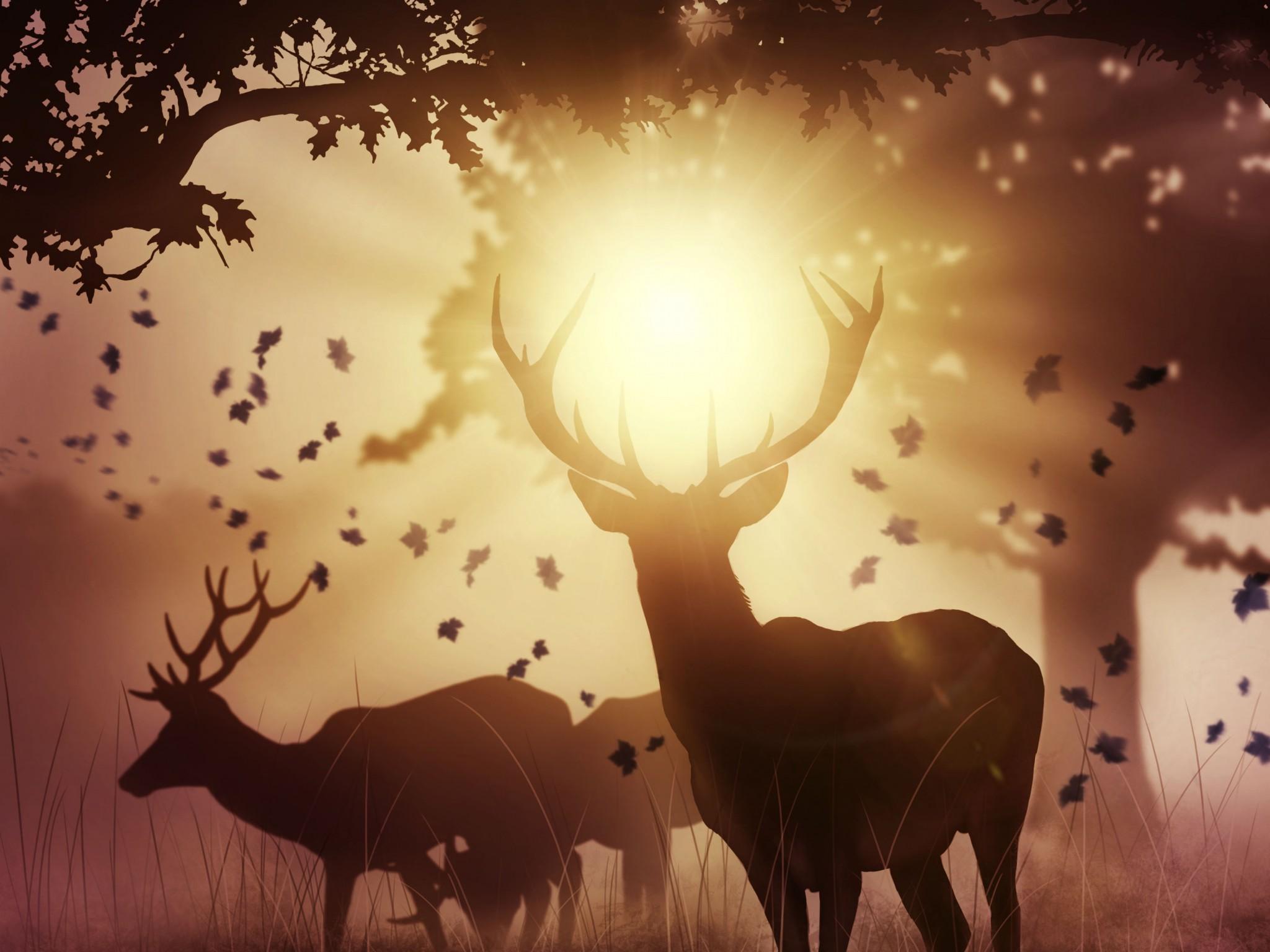 Wallpaper Deers, Mystic, Sunlight, Autumn, Sunset