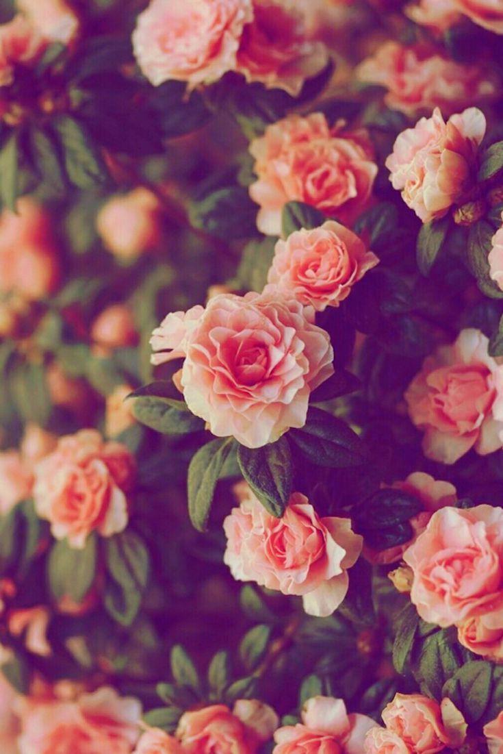 Floral Wallpaper Tumblr Quotes HD Are Red Violets