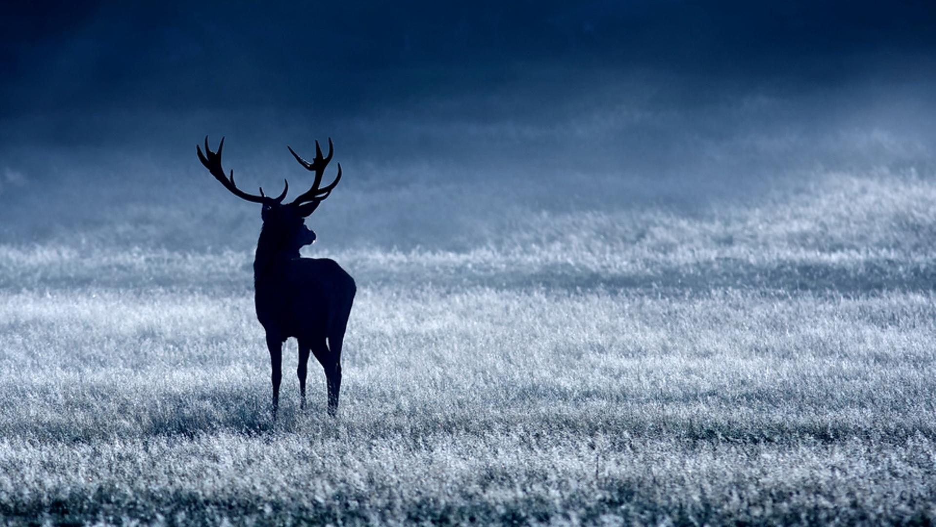 Deer Wallpaper HD
