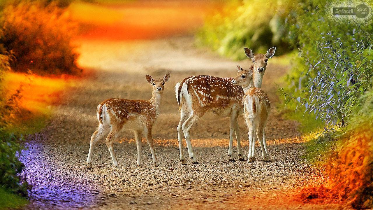 Deer Wallpaper