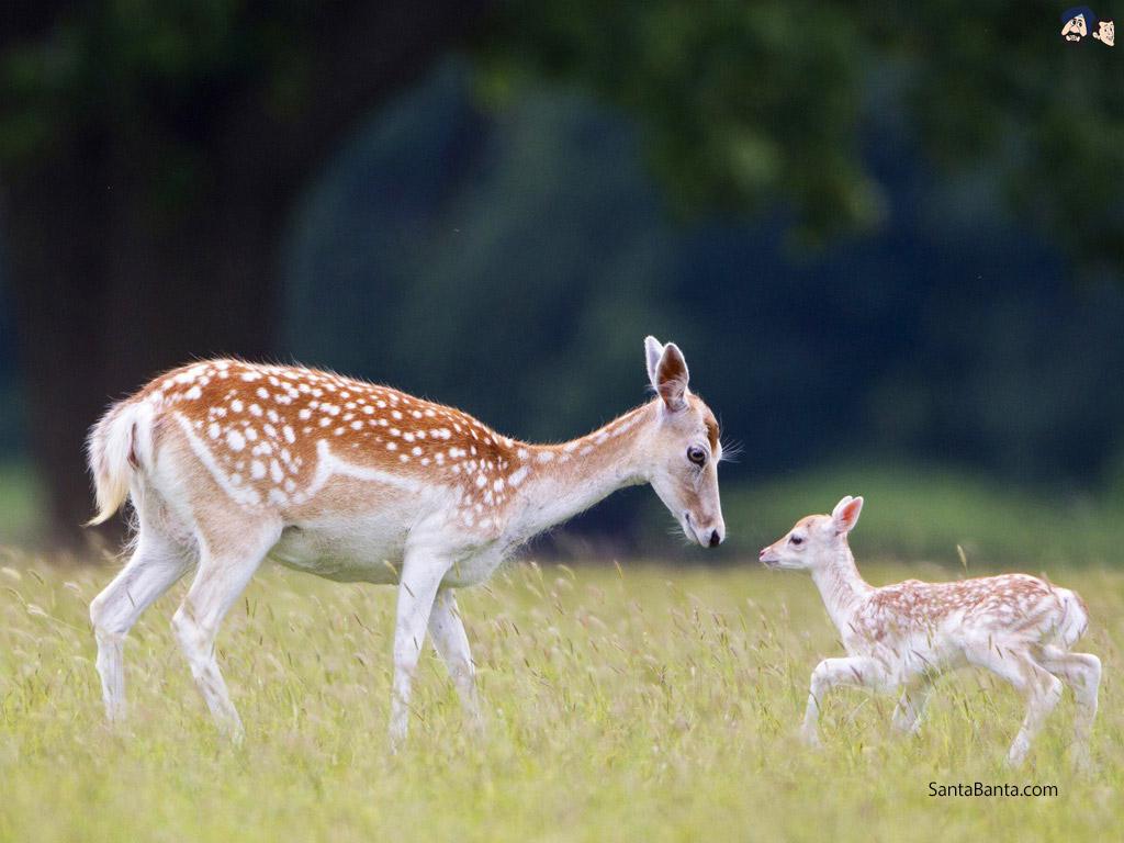 Deers Wallpaper