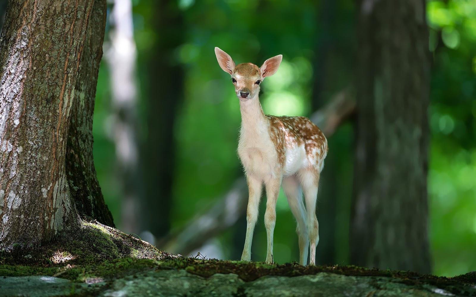 Wallpaper of a young deer in forest. HD Animals Wallpaper