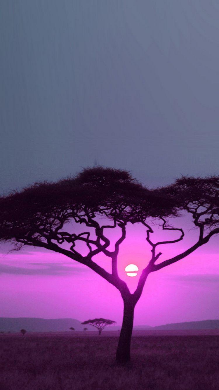 Rosa Wallpaper iPhone 6 Africano Savana por do sol. Africa