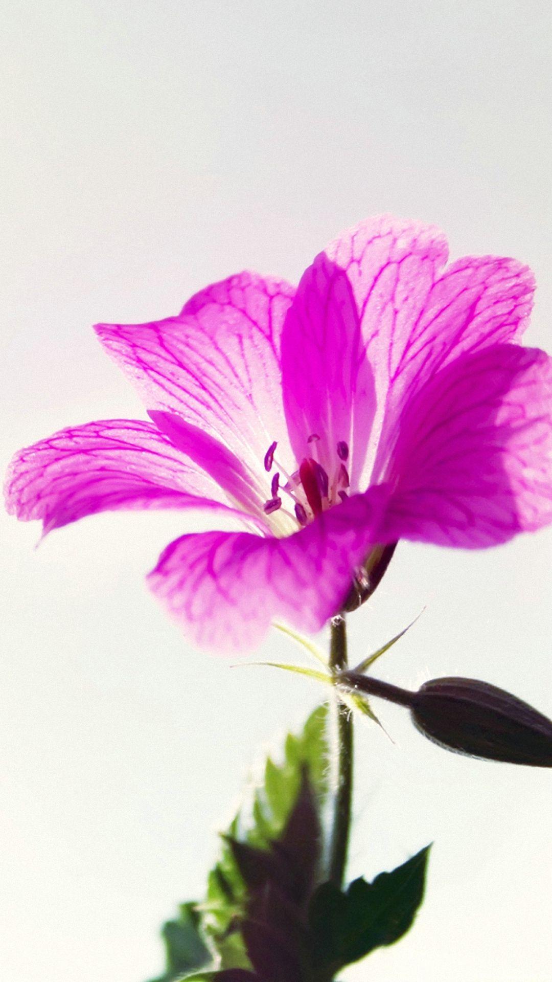 flowers plant macro sunshine purple wallpaper HD