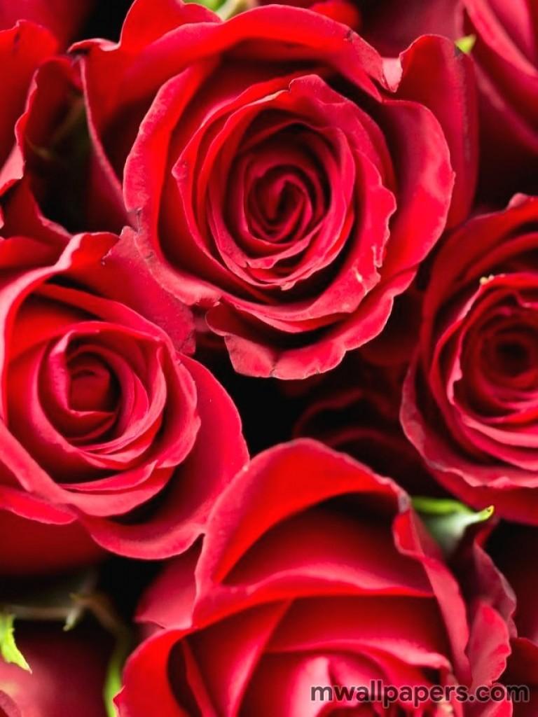 Hd Red Rose Wallpaper For Mobile Wallpaper Of Flowers