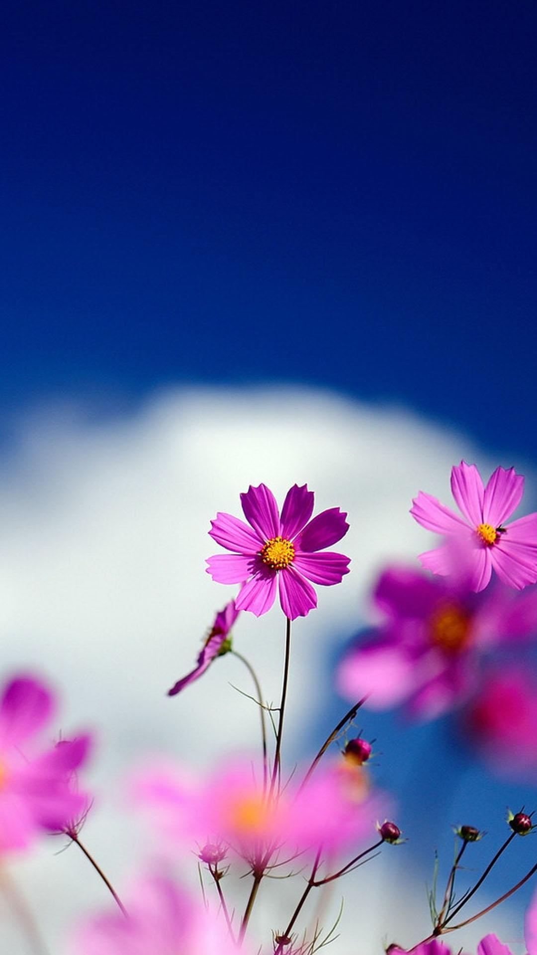 Flower 1080p Mobile Wallpapers - Wallpaper Cave