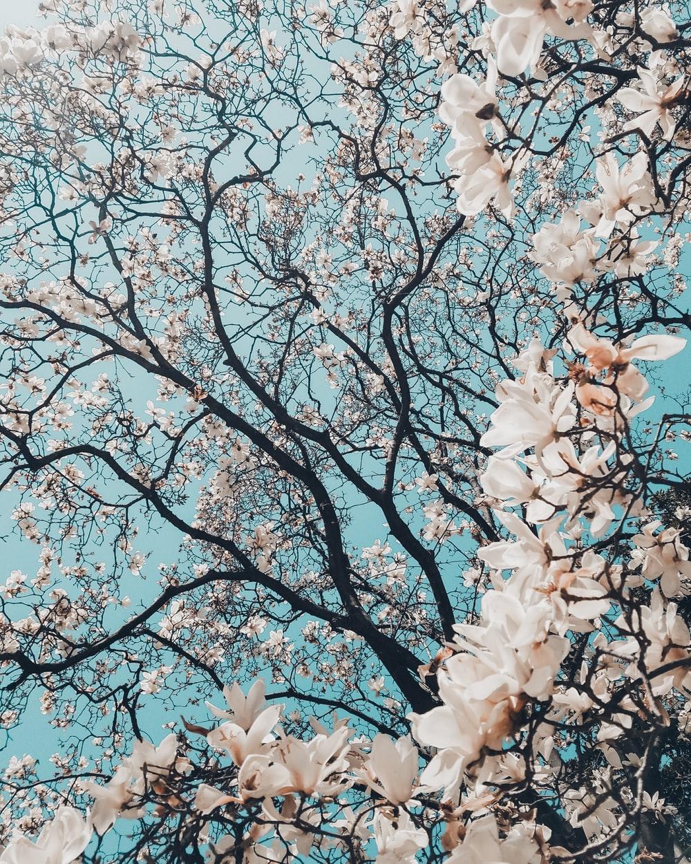 30 Stunning Spring Wallpapers For IPhone Screens 2023