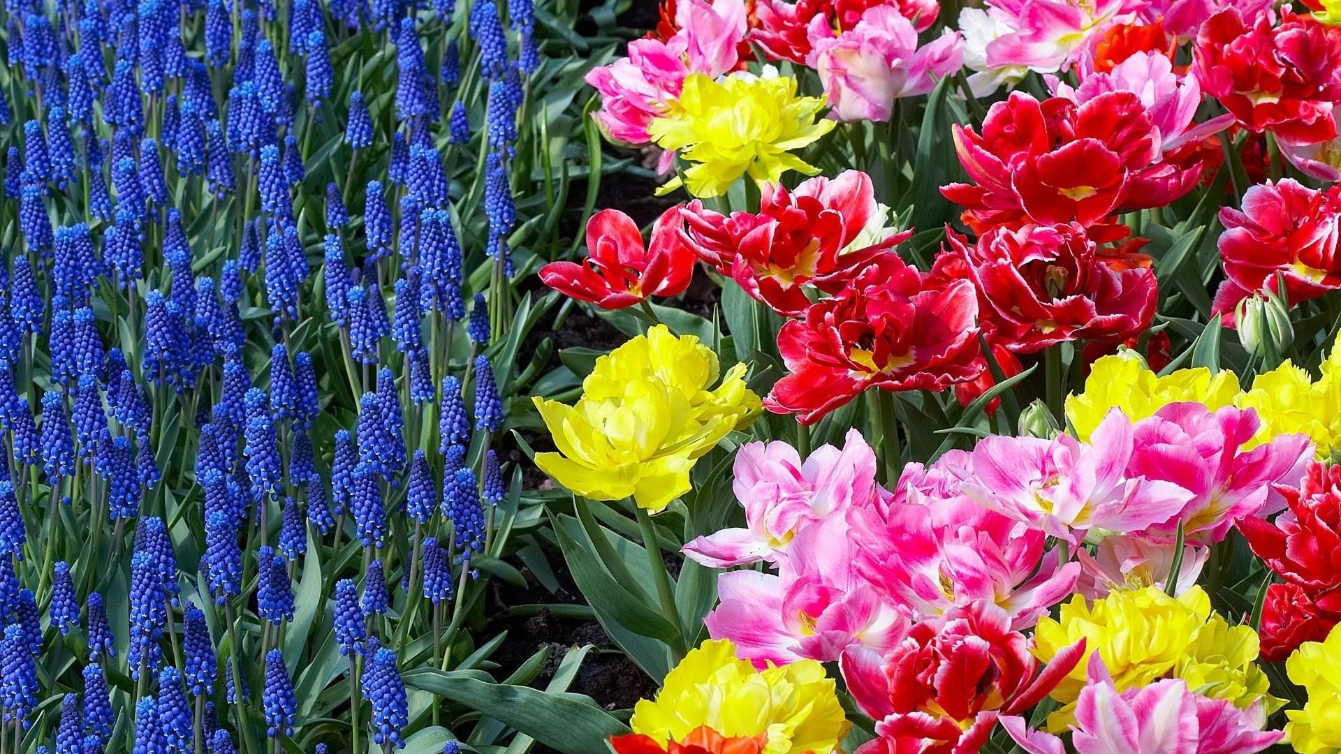 Flowers, 1080p, Mobile Wallpaper, Picture, Garden, Tulips, HD