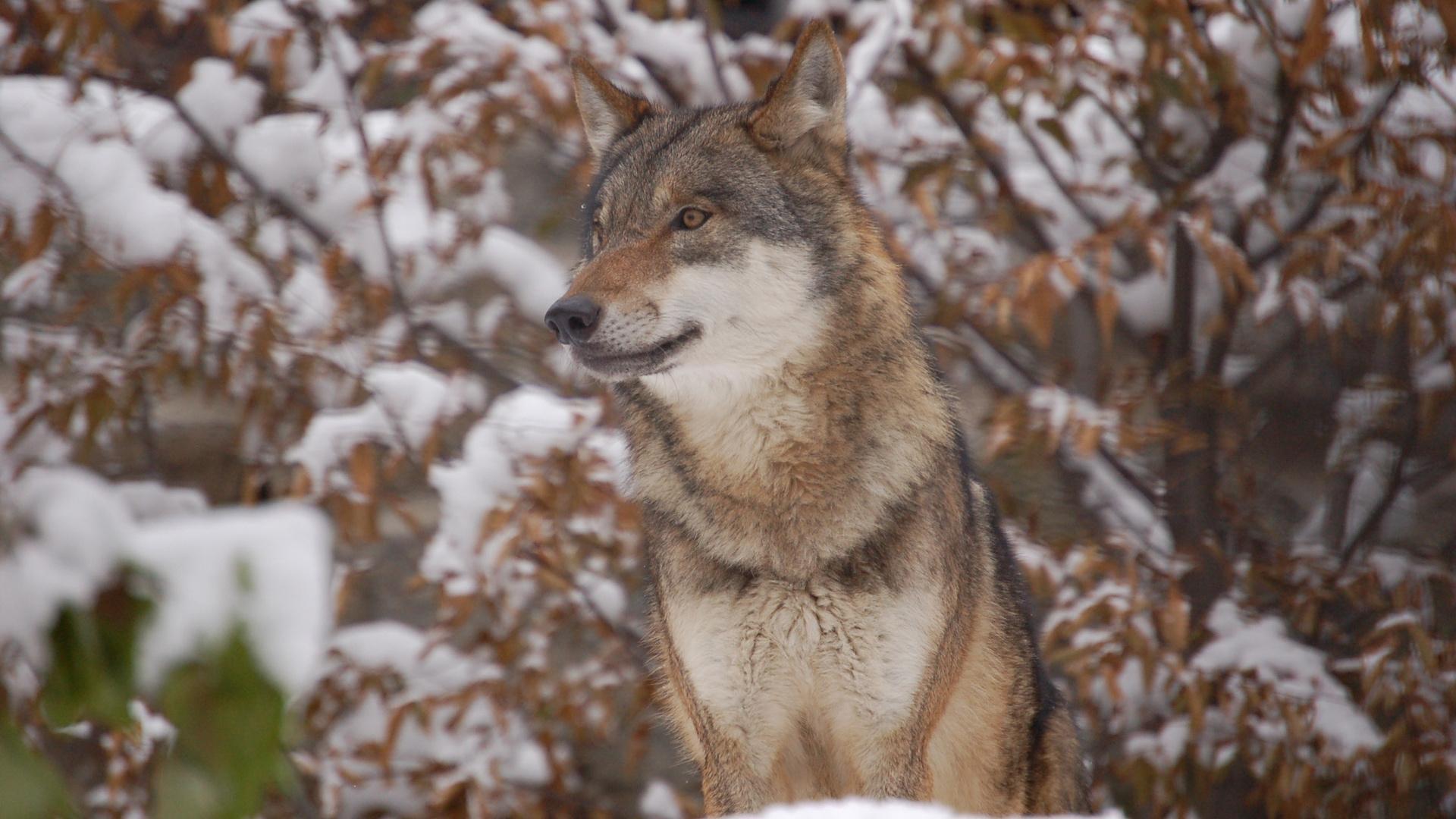 Red Wolf In The Woods HD desktop wallpaper, Widescreen