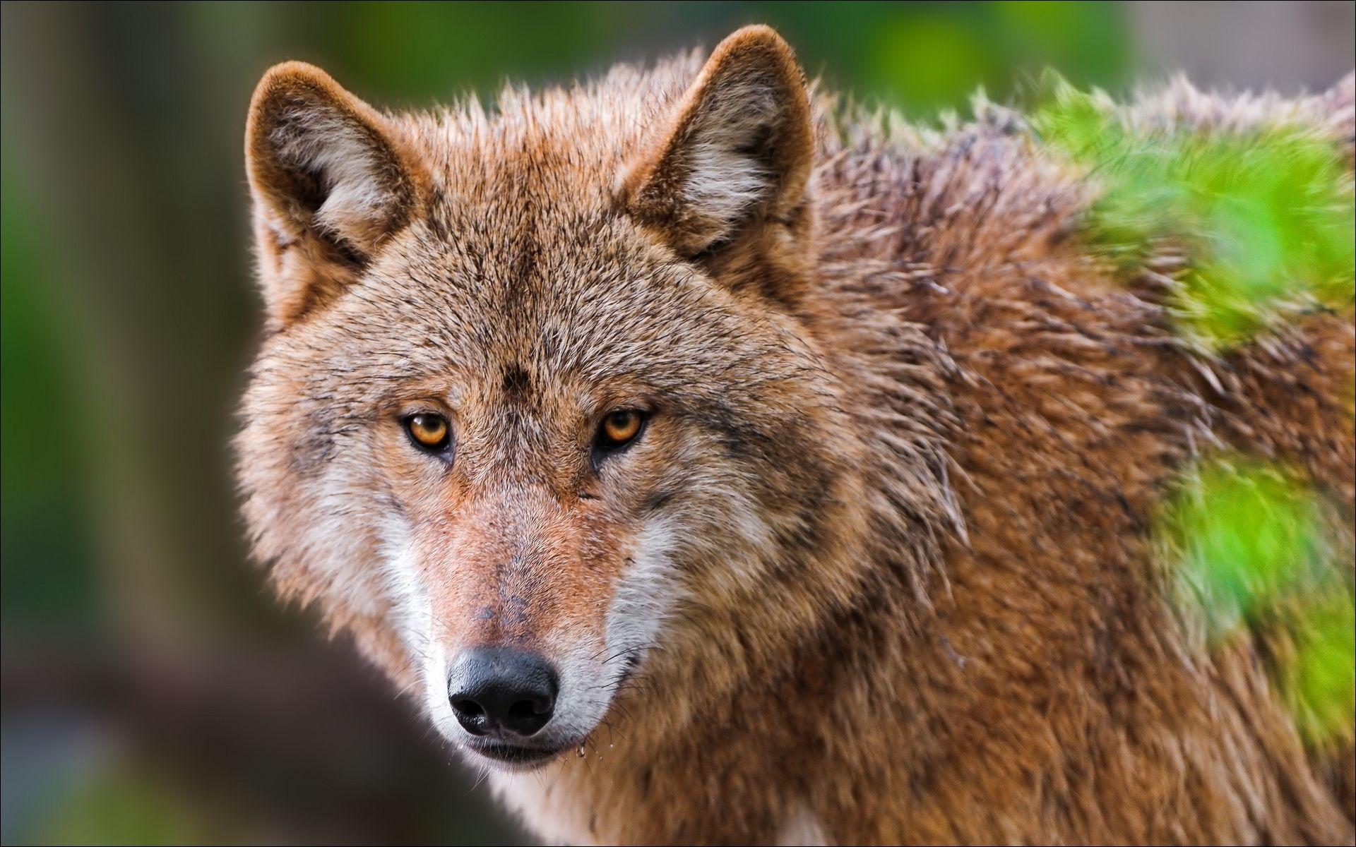 red wolf. Wolf ways. Animal close up, Animals, Wolf wallpaper