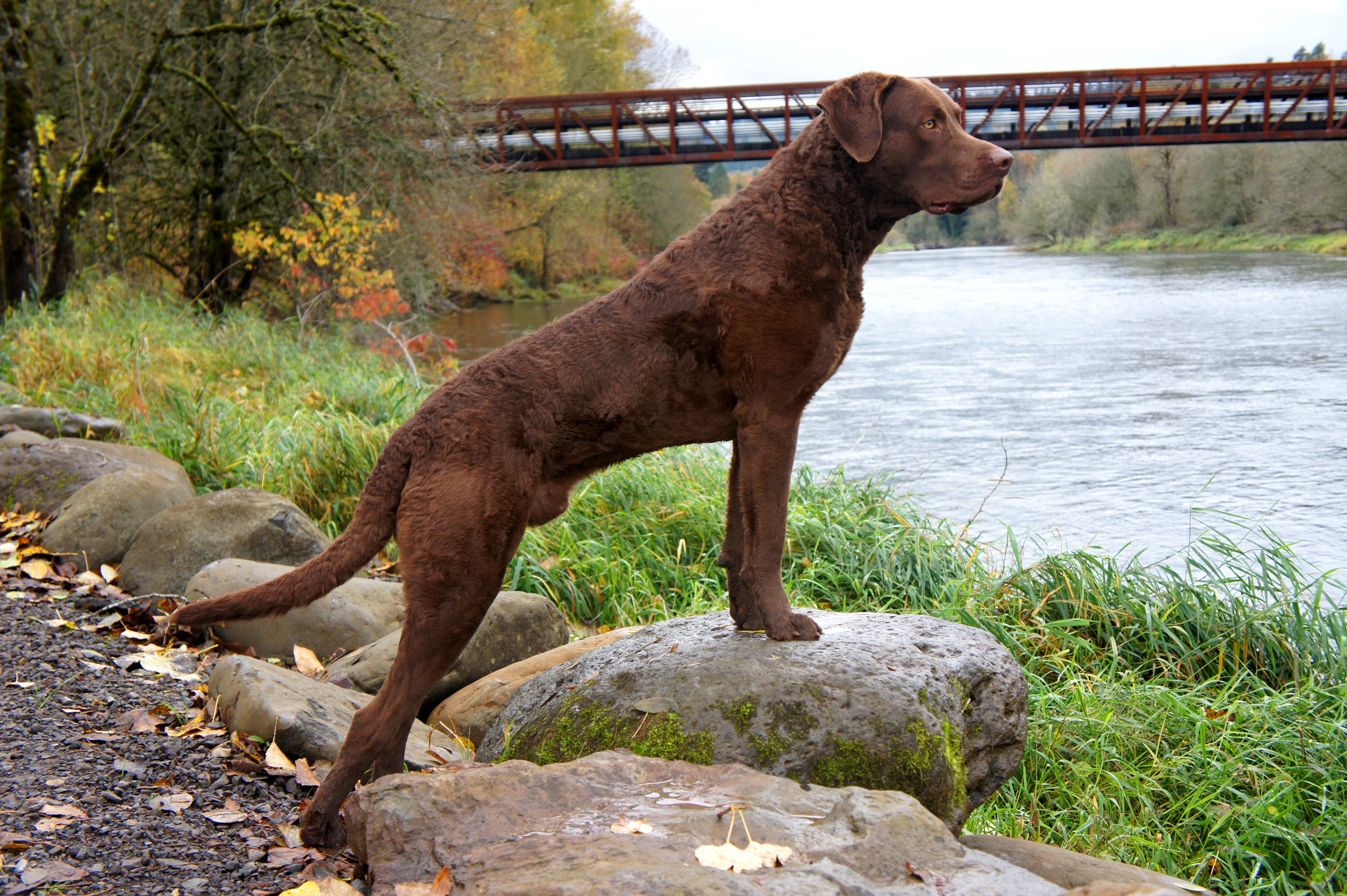 Chesapeake Bay Retriever Wallpapers Wallpaper Cave