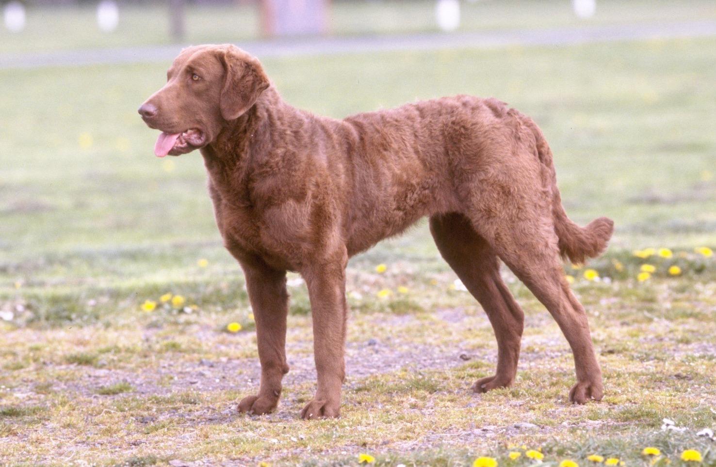 Chesapeake Bay Retriever Wallpapers - Wallpaper Cave