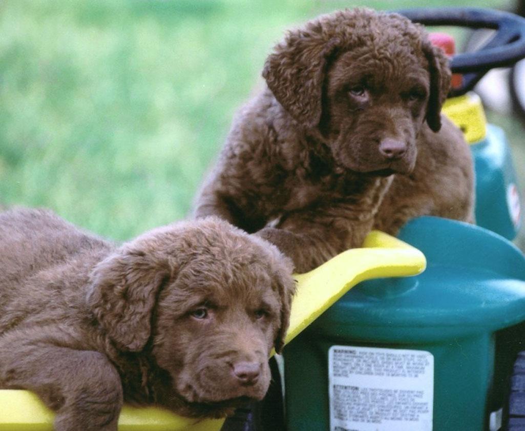 Chesapeake Bay Retriever Wallpapers - Wallpaper Cave