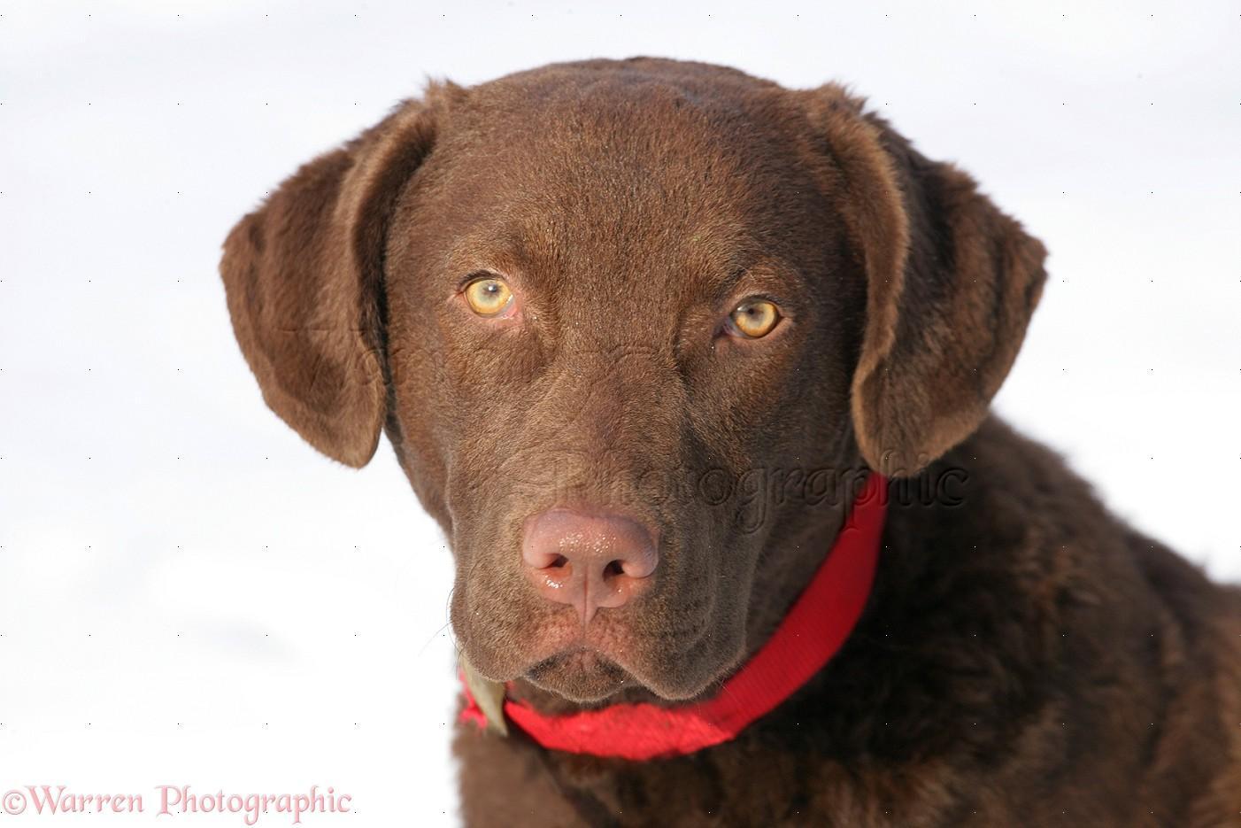 Chesapeake Bay Retriever Wallpapers - Wallpaper Cave