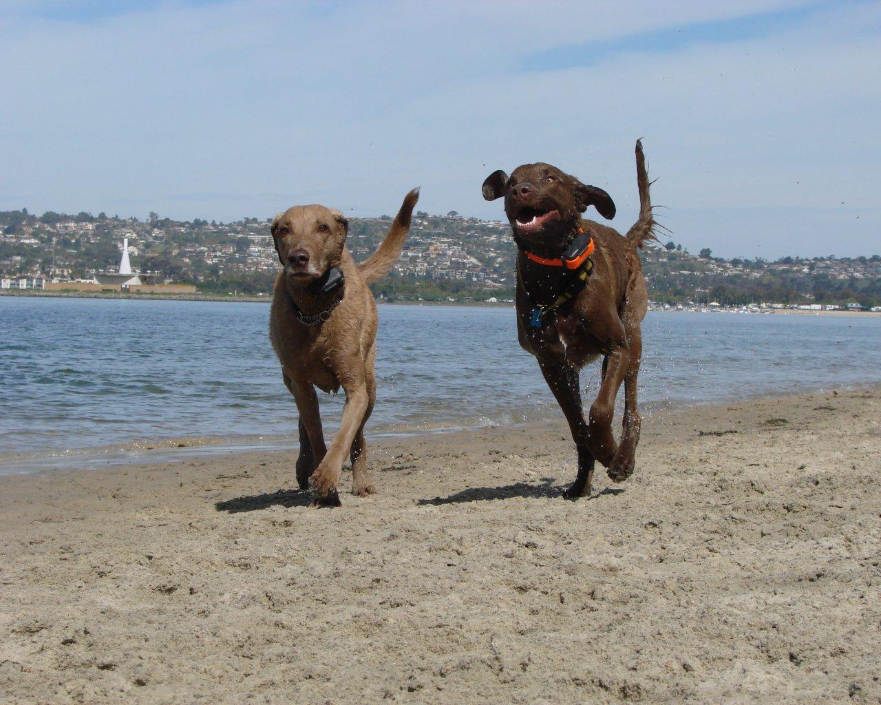 Chesapeake Bay Retriever Desktop Background