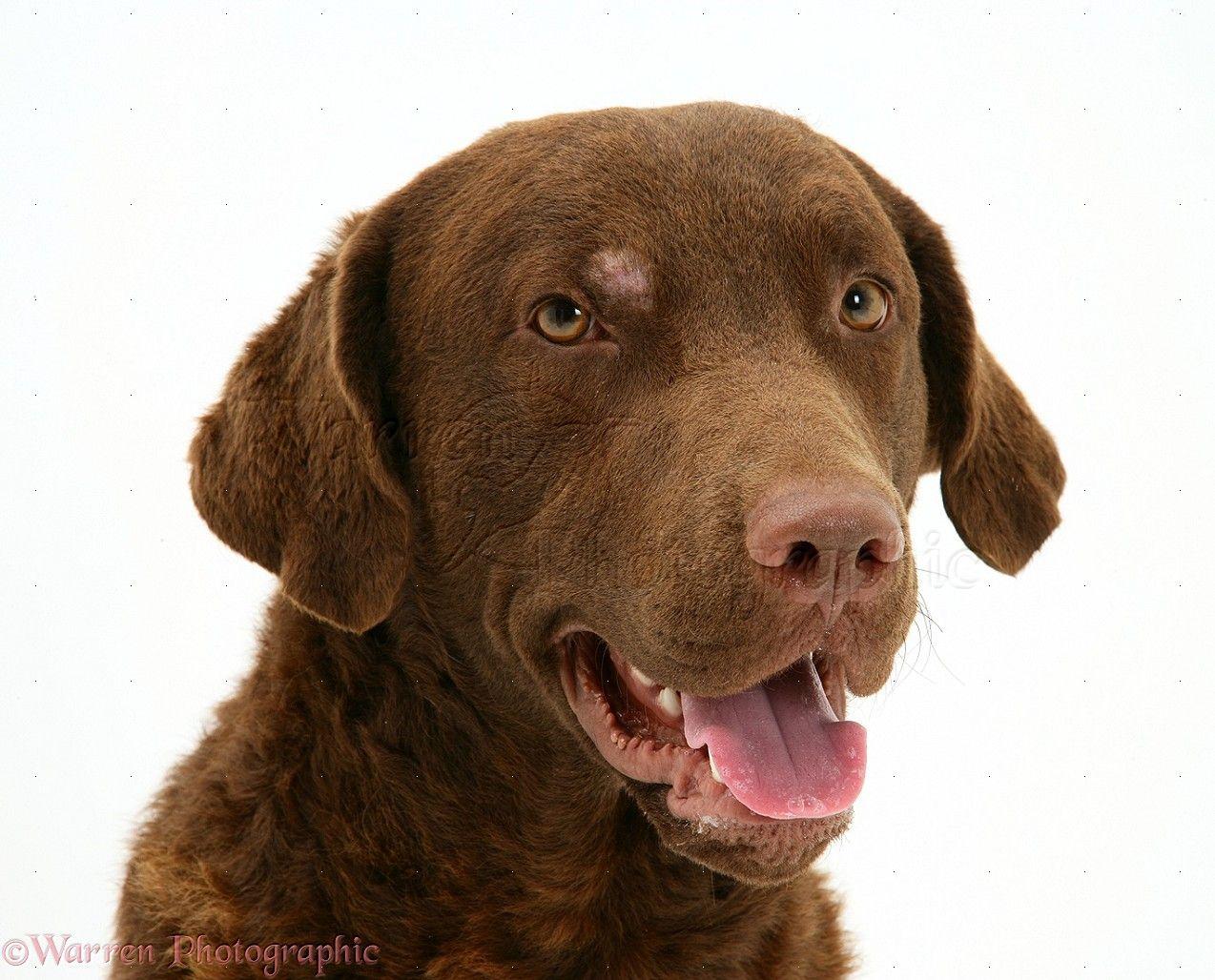 Chesapeake Bay Retriever Wallpapers - Wallpaper Cave
