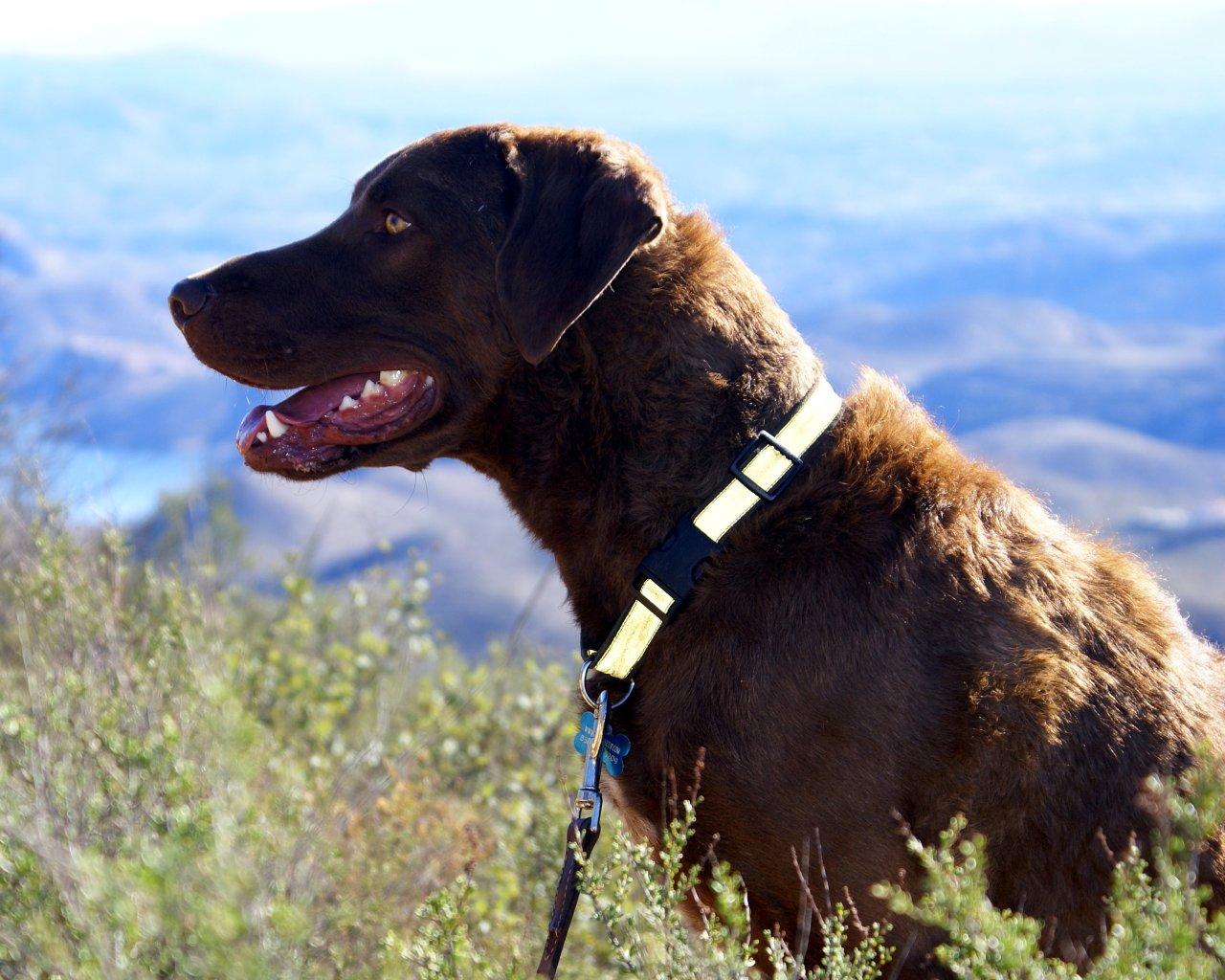 Chesapeake Bay Retriever Wallpapers - Wallpaper Cave