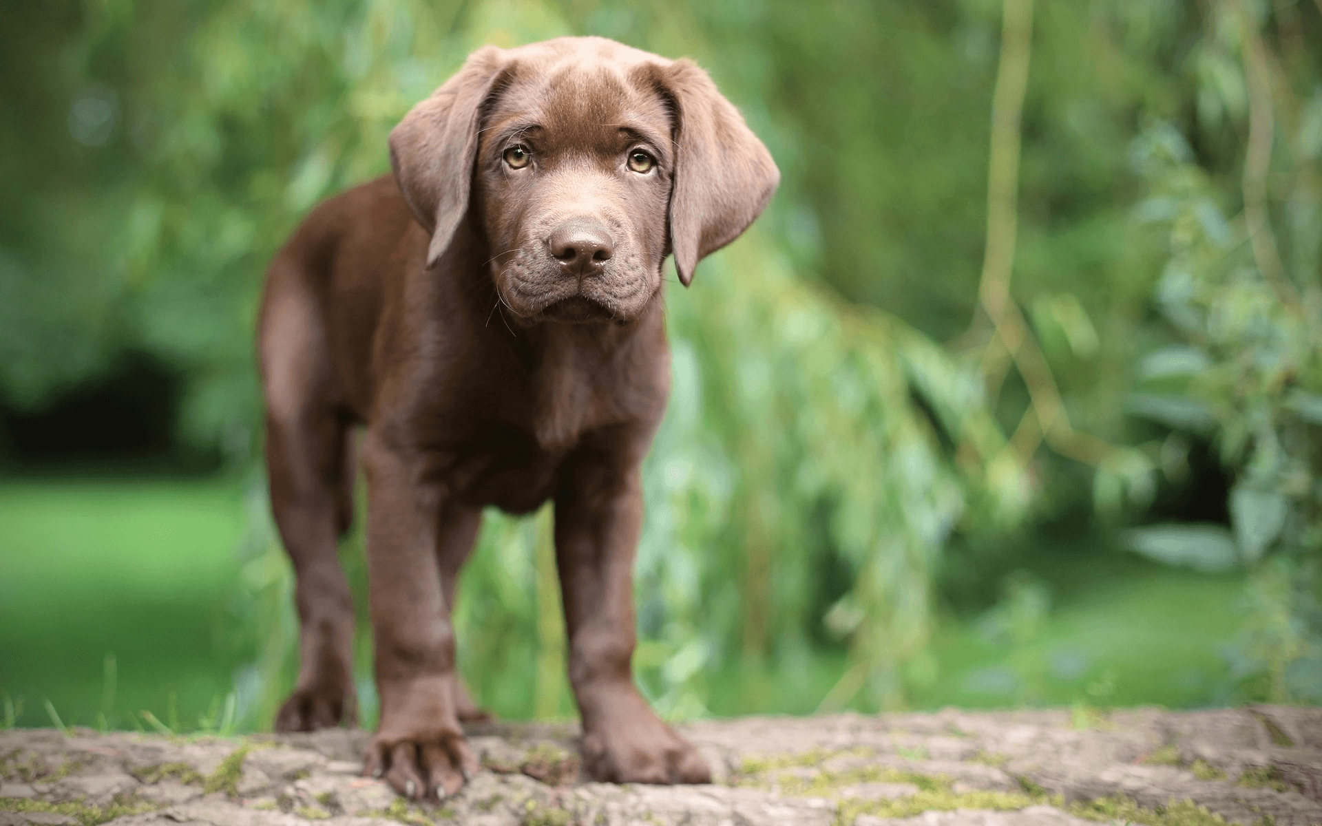 Chesapeake Bay Retriever Wallpapers - Wallpaper Cave