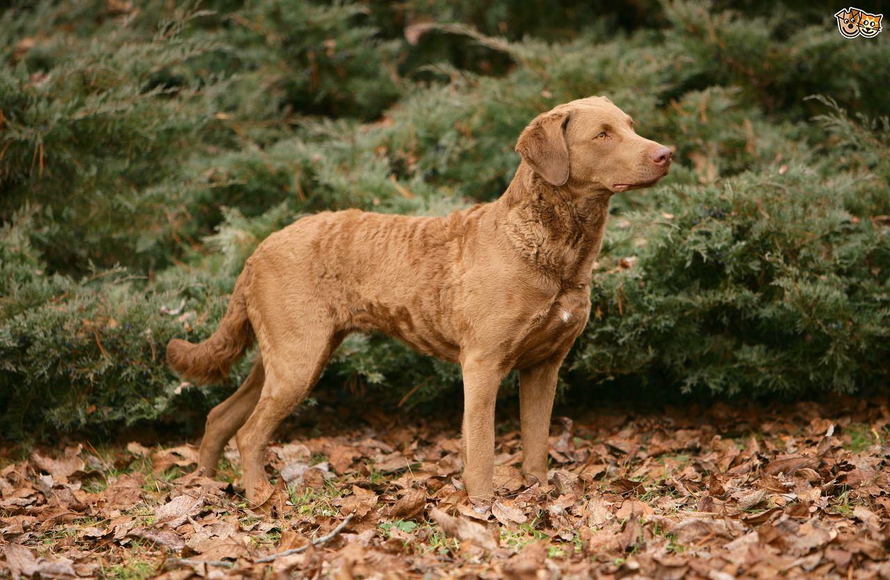 Chesapeake Bay Retriever Wallpapers - Wallpaper Cave