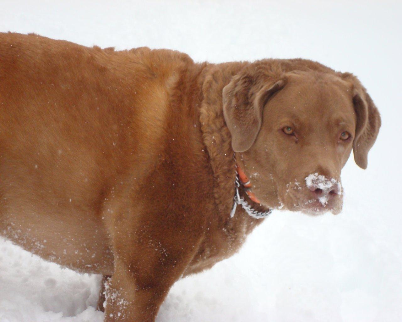 Chesapeake Bay Retriever Desktop Background