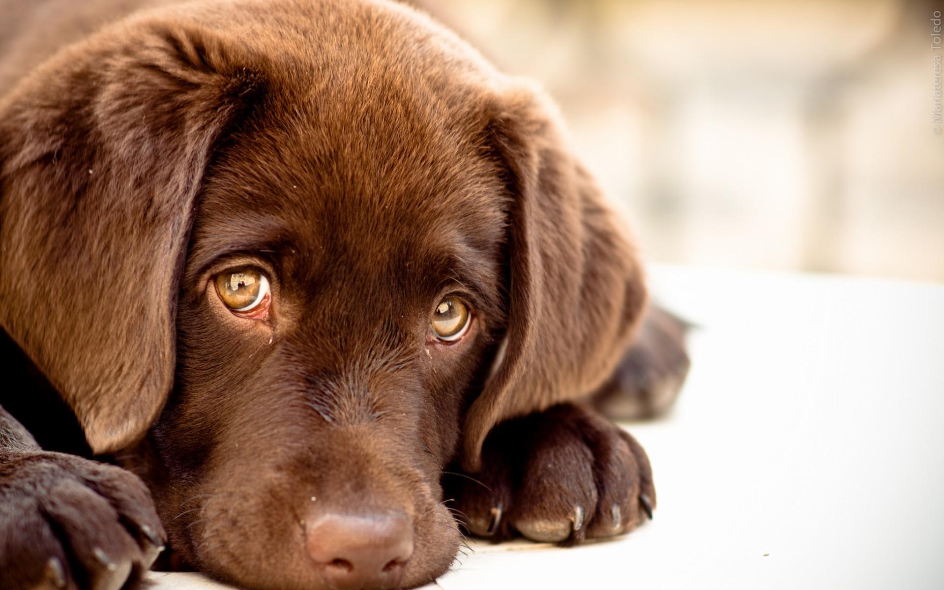 Download wallpaper Chesapeake Bay Retriever Dog, muzzle