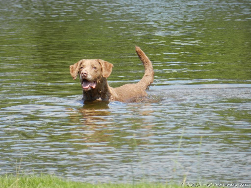 Chesapeake Bay Retriever Wallpapers - Wallpaper Cave