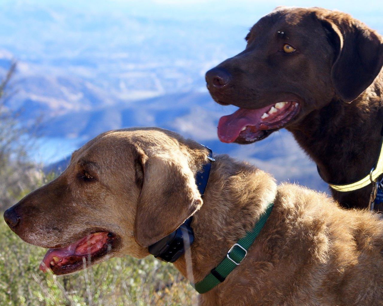 Chesapeake Bay Retriever Wallpapers - Wallpaper Cave