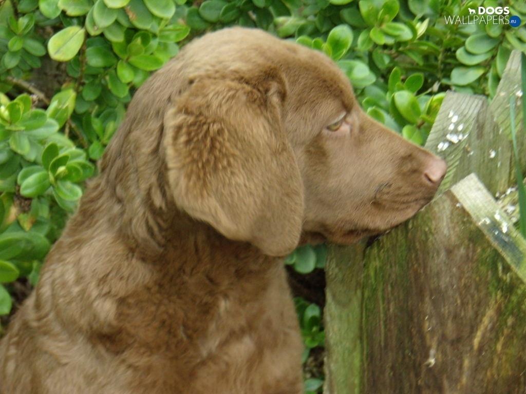 Chesapeake Bay Retriever Desktop Background