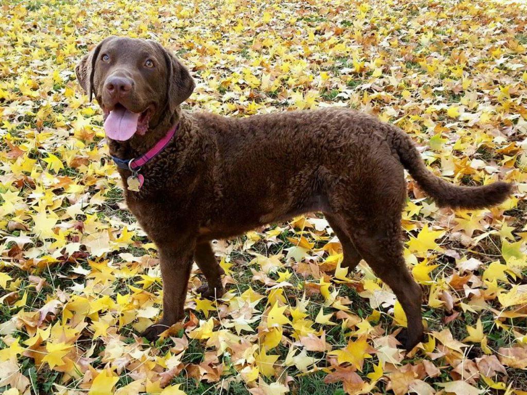 Canines That Make us Thankful for Dogs