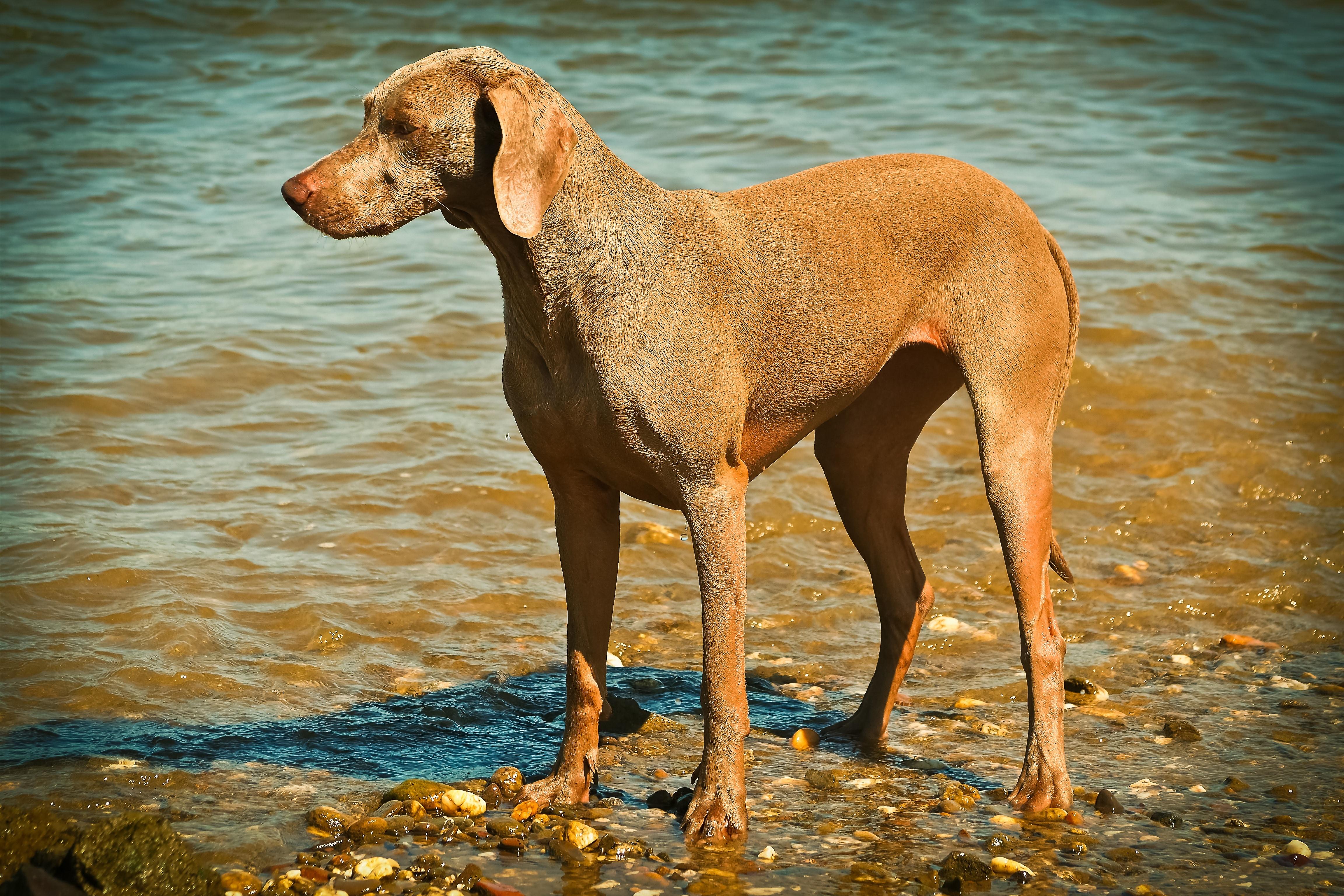 Chesapeake Bay Retriever Wallpapers - Wallpaper Cave