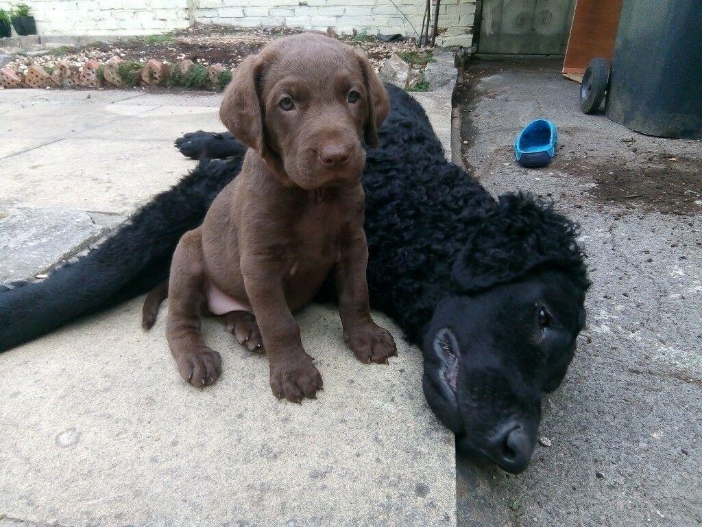 Curly Coated Retriever X Chesapeake Bay Retriever Puppies. In Weston Super Mare, Somerset